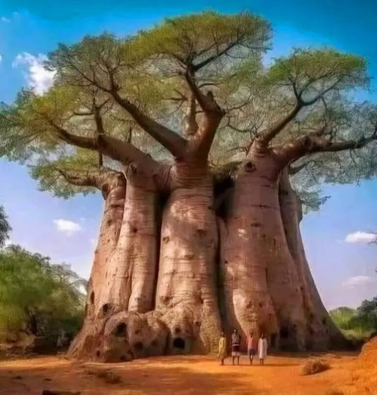 Arbre de baobab bio naturelle riche en fibres, utilisée dans les boissons bio au baobab et les compléments alimentaires réservoir d'eau naturel