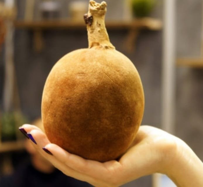 Fruit de baobab bio entier, utilisé pour produire une poudre naturelle riche en nutriments
